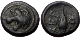 Thrace, Chersonesos, AE, (Bronze, 1.52 g 11 mm), Circa 386-309 BC.
Obv: Head of lion left.
Rev: XEP / PO, Barley grain.
Ref: HGC 3.2, 1439.