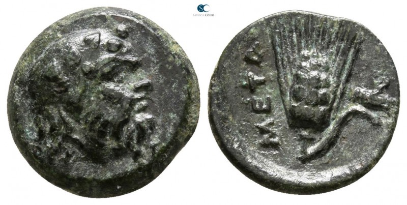 Lucania. Metapontion 300-250 BC. 
Bronze Æ

10mm., 1,26g.

Head of Silenos ...