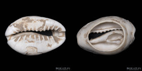 China. Warring States. Cowrie Shell Money. Hartill 1.1
