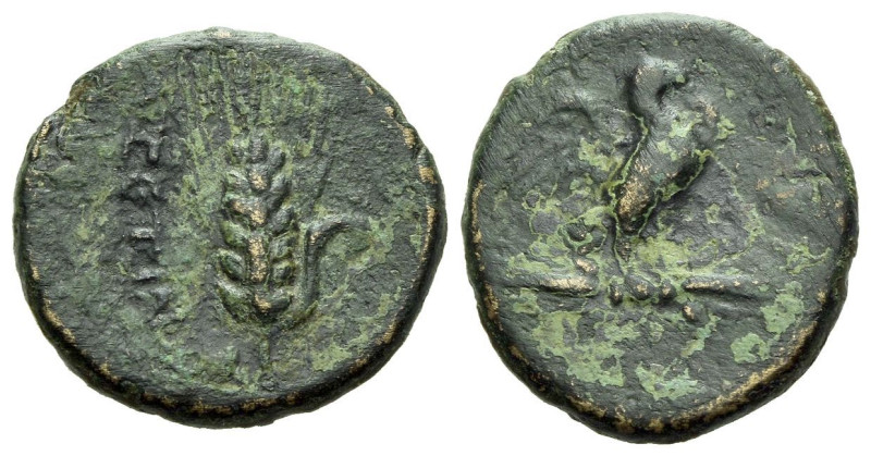 Apulia, Azentium Bronze circa 300-275, Æ 17.00 mm., 3.35 g.
Eagle standing r. o...