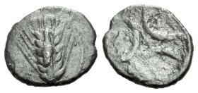 Lucania, Metapontum Trihemiobol circa 430-400