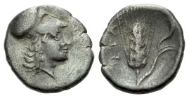 Lucania, Metapontum Diobol circa 325-275 - From the collection of a Mentor.