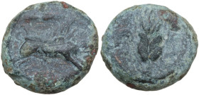 Greek Italy. Northern Apulia, Ausculum. AE 20.5 mm. c. 300-275 BC. Obv. Boar charging right; above, spearhead; in exergue, AYCKΛIN. Rev. Barley-ear wi...