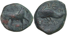 Greek Italy. Northern Apulia, Salapia. AE 23 mm. c. 275-250 BC. Obv. Horse stepping right; around traces of ethnic. Rev. Dolphin left; above traces of...