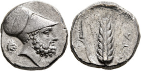 LUCANIA. Metapontion. Circa 340-330 BC. Didrachm or Nomos (Silver, 20 mm, 7.65 g, 10 h), Ami..., magistrate. Bearded head of Leukippos to right, weari...