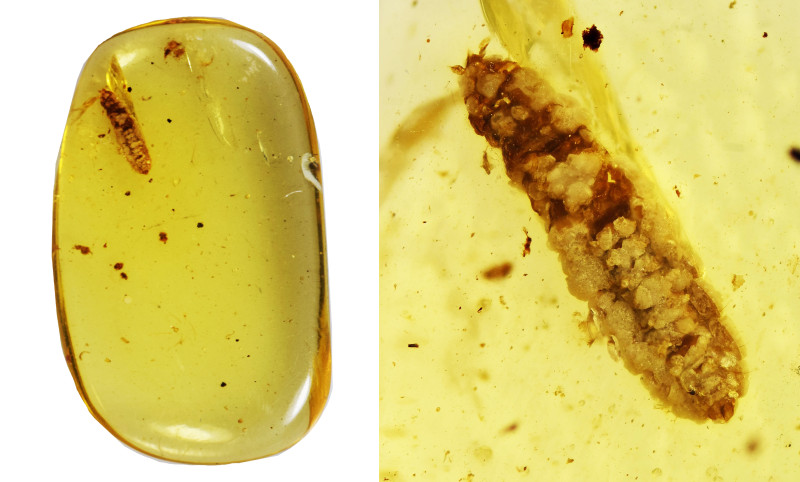 Burmese amber with insect; Cretaceous layer (> 66 million years). Beetle larva. ...