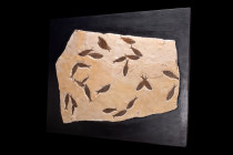 KNIGHTIA LARGE FOSSIL FISH SLAB

 Green River, (Gosiute Lake) Wyoming, Eocene Epoch, ca. 50-30 million years ago
 A large slab of tan-colored limon...