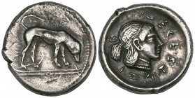 Segesta, didrachm, c. 475-450 BC, hound standing right with head lowered, on double exergual line, rev., ΣΕΓΕΣΤΑZΙ-Β, head of nymph Segesta right wear...