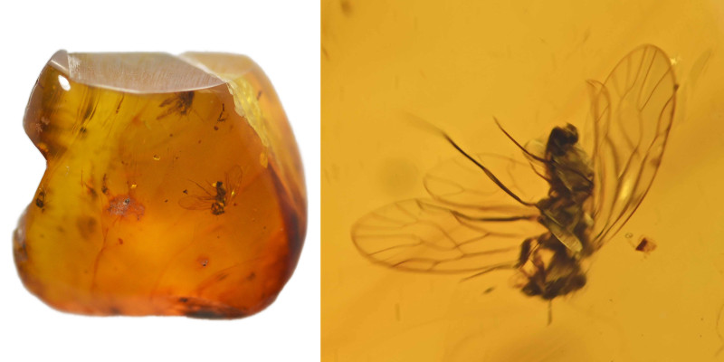 Burmese amber with insect; Cretaceous layer (> 66 million years). Pscoptera (boo...