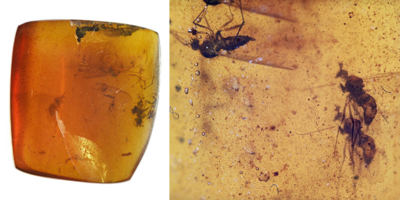 Burmese amber with insect; Cretaceous layer (> 66 million years). Swarm of sever...