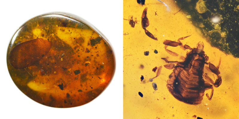 Burmese amber with insect; Cretaceous layer (> 66 million years). Pseudoscorpion...