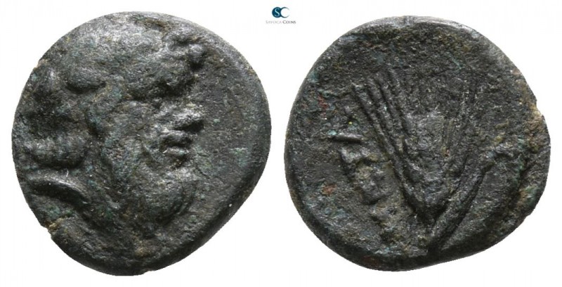 Lucania. Metapontion circa 300-250 BC. 
Bronze Æ

9mm., 1,17g.



very fi...