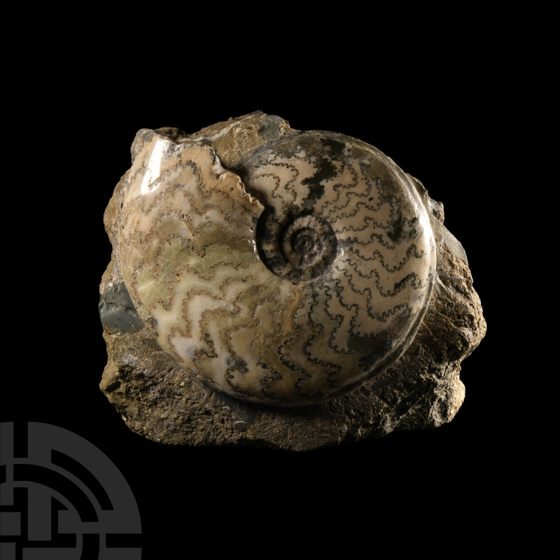 Natural History - Large British Eparietites Fossil Ammonite
Jurassic Period, ci...