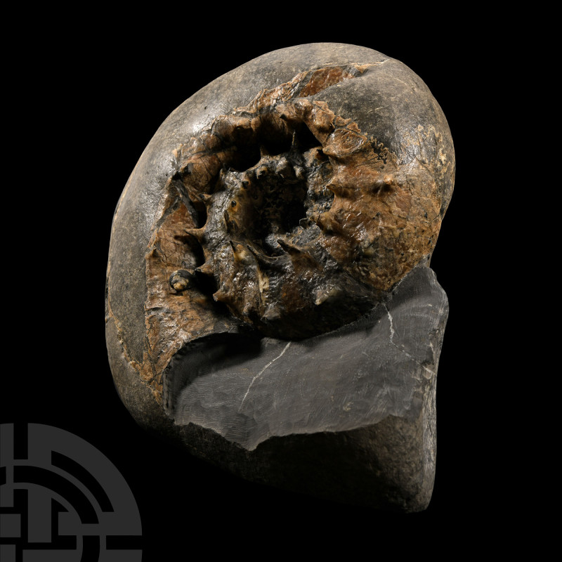 Natural History - British Fossil Aspidoceras Ammonite Display with Incredible Sp...