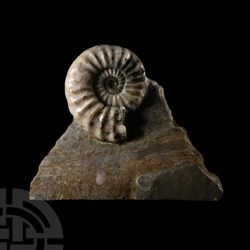 Natural History - British Asteroceras Fossil Ammonite
Jurassic Period, circa 20...