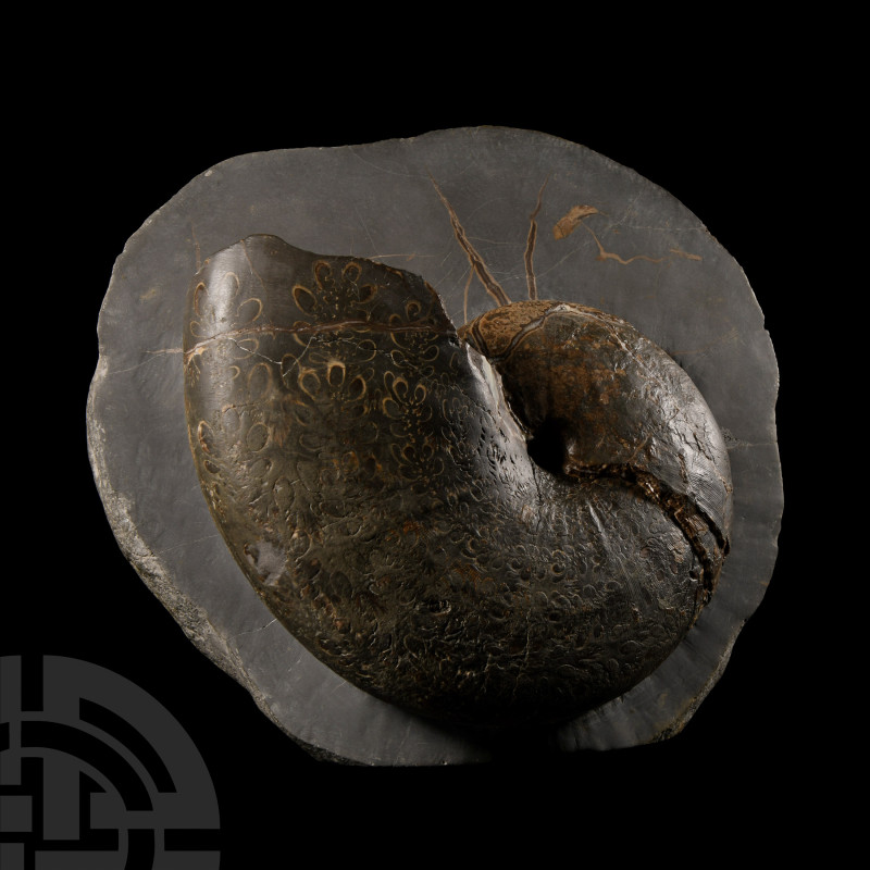 Natural History - Exceptional British Phylloceras Fossil Ammonite
Lower Jurassi...