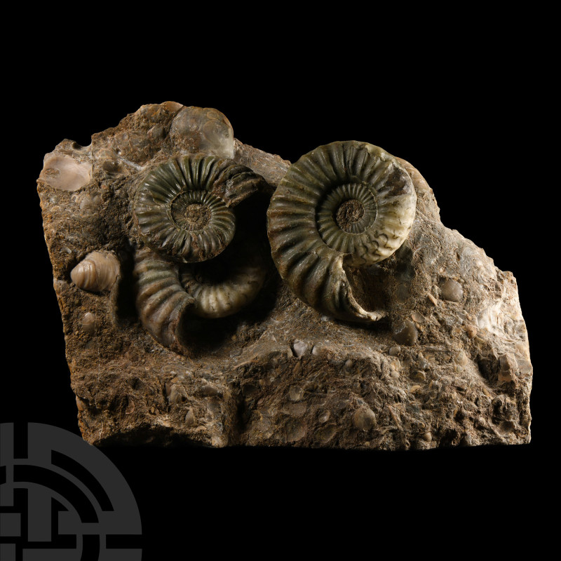 Natural History - British Asteroceras Fossil Ammonite Multi Display
Jurassic Pe...