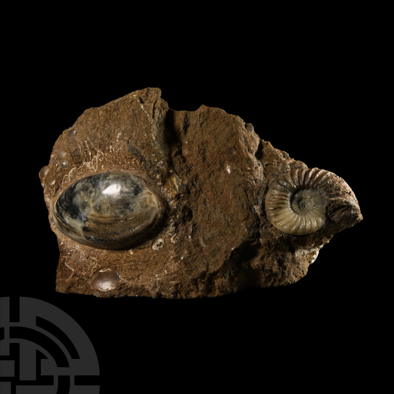 Natural History - British Asterocerus Fossil Ammonite and Bivalve Display
Juras...