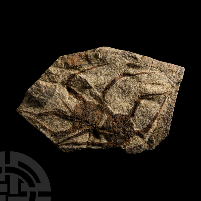 Natural History - Fossil Brittle Stars
Middle Ordovician Period, circa 450 mill...