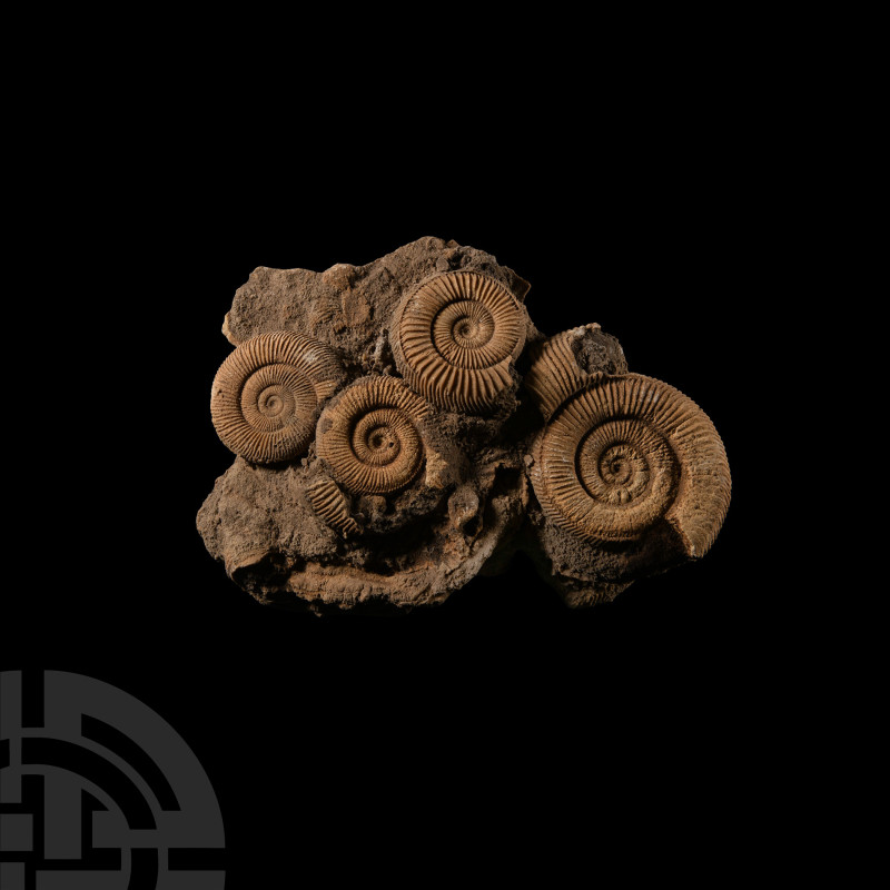 Natural History - Fossil Dactylioceras Ammonites
Lower Jurassic Period, circa 1...