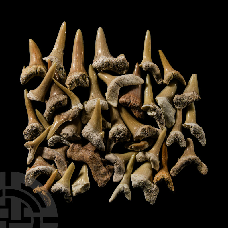 Natural History - Extinct Fossil Shark's Tooth Group
Cretaceous-Eocene Period, ...