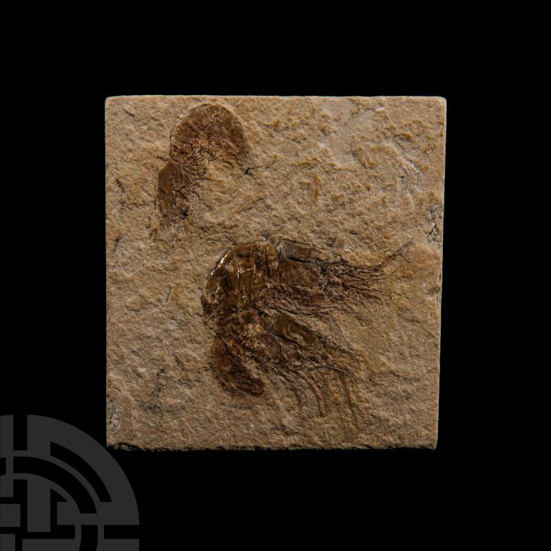 Natural History - Fossil Shrimps
Late Cretaceous Period, Cenomanian Stage, circ...