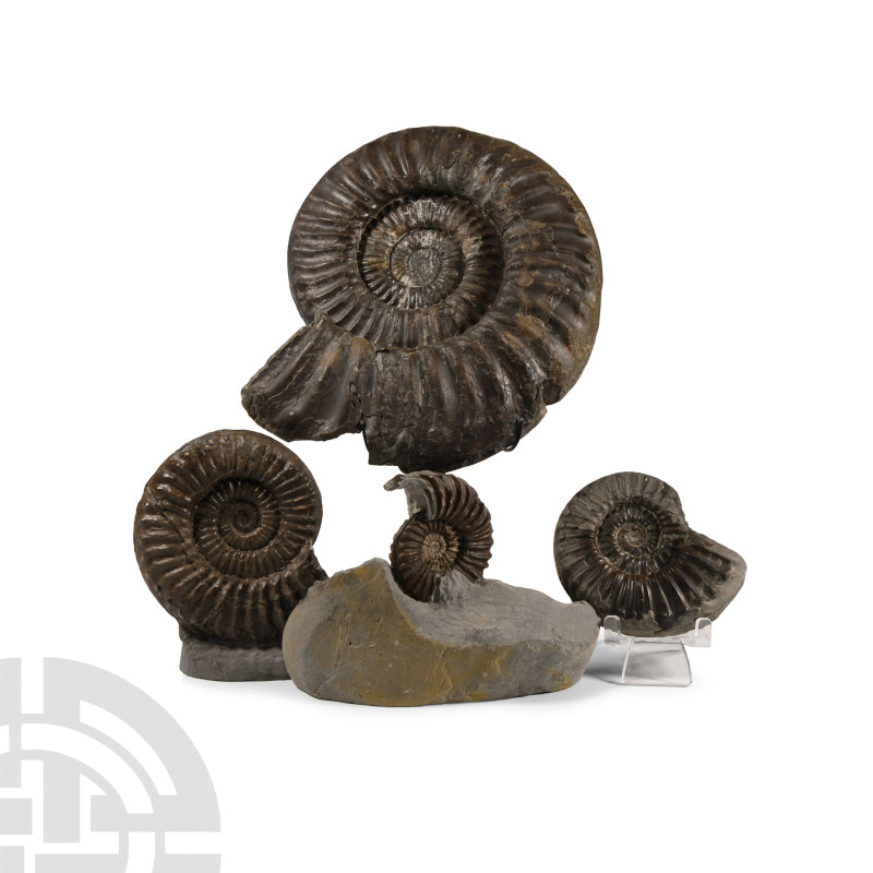 Natural History - British Coroniceras Fossil Ammonite Collection
Jurassic Perio...