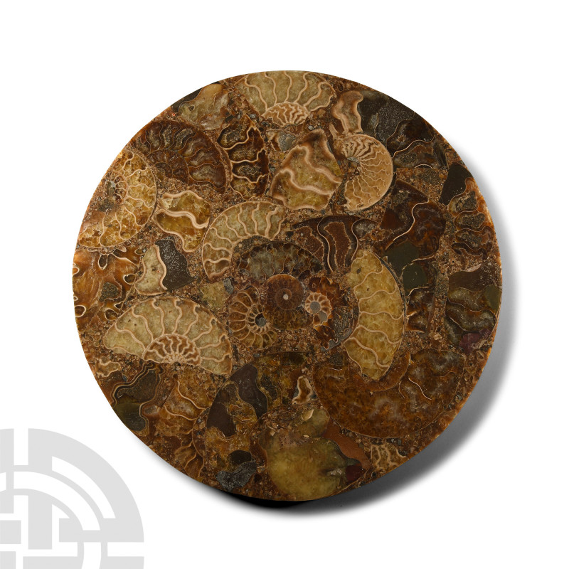 Natural History - Polished Fossil Ammonite Platter
Jurassic Period, circa 199-1...