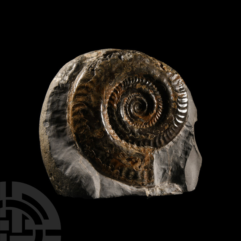 Natural History - Large British Hildoceras Fossil Ammonite Display
Jurassic Per...