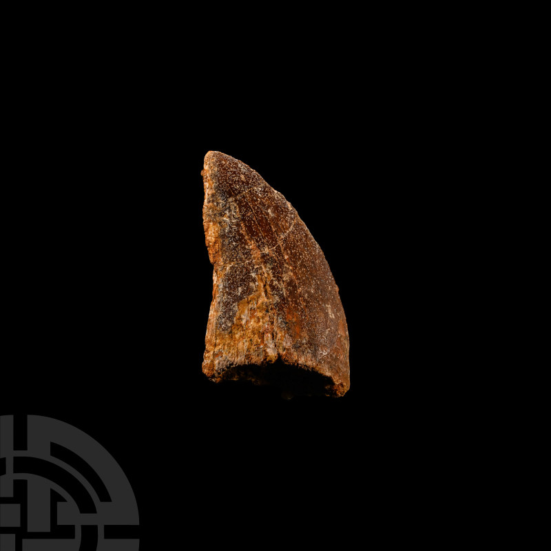 Natural History - Fossil 'African T-rex' Dinosaur Tooth
Cretaceous Period, circ...