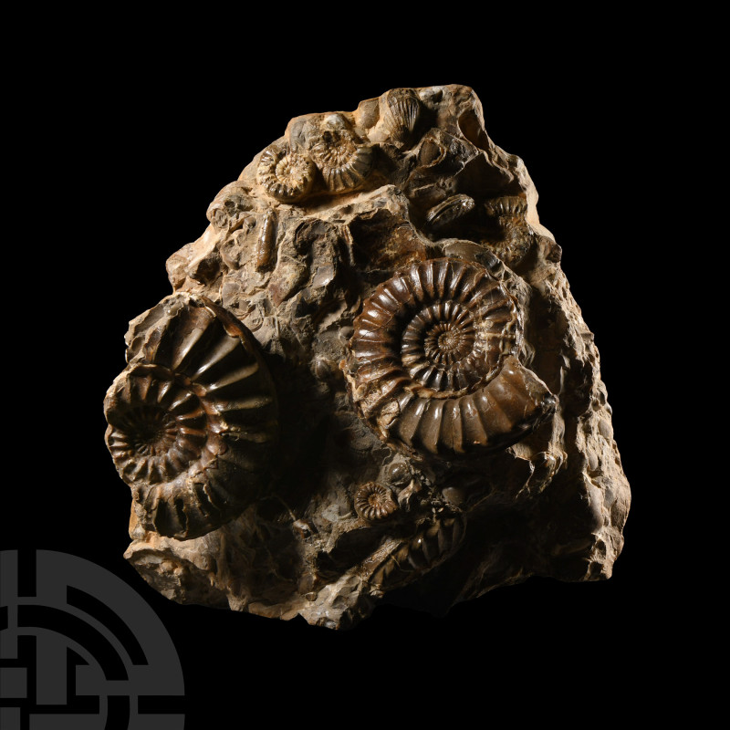 Natural History - Large British Pleuroceras Fossil Ammonite Multi Display
Juras...