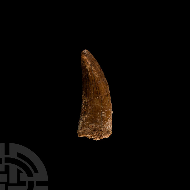 Natural History - Fossil 'African T-rex' Dinosaur Tooth
Cretaceous Period, circ...