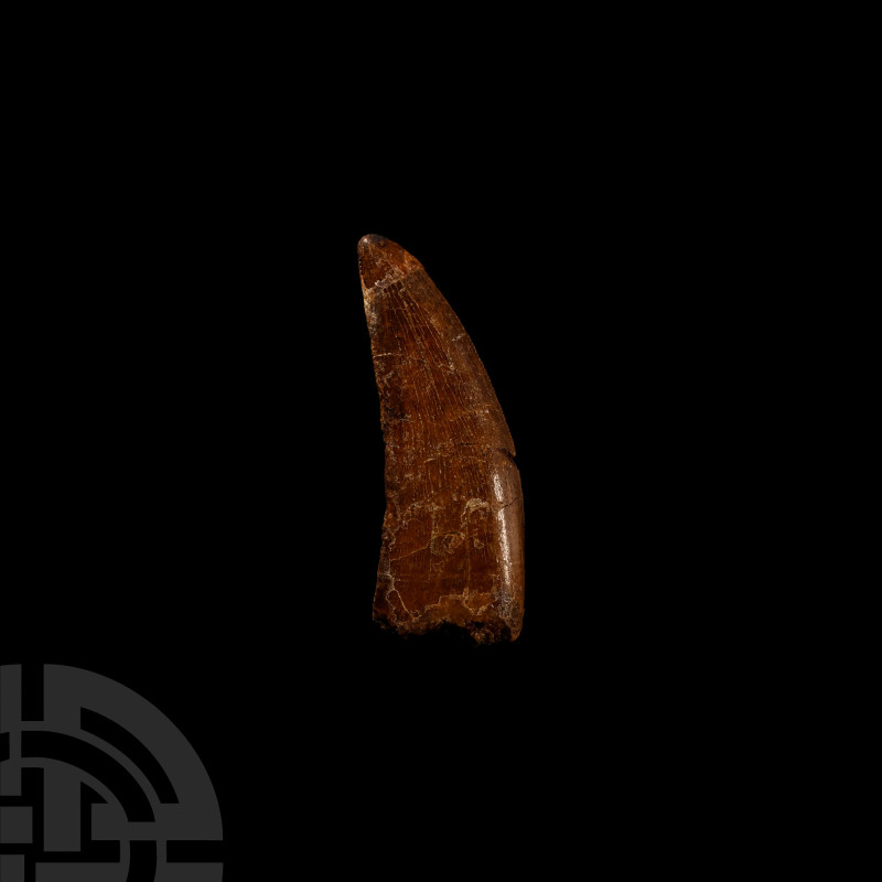 Natural History - Bahariasaurus Dinosaur Fossil Tooth
Cretaceous Period, circa ...