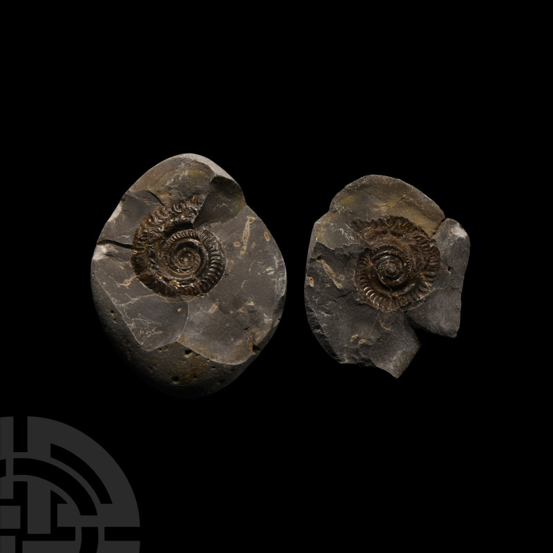 Natural History - Whitby Dac Fossil Ammonite Nodule
Lower Jurassic Period, Toar...