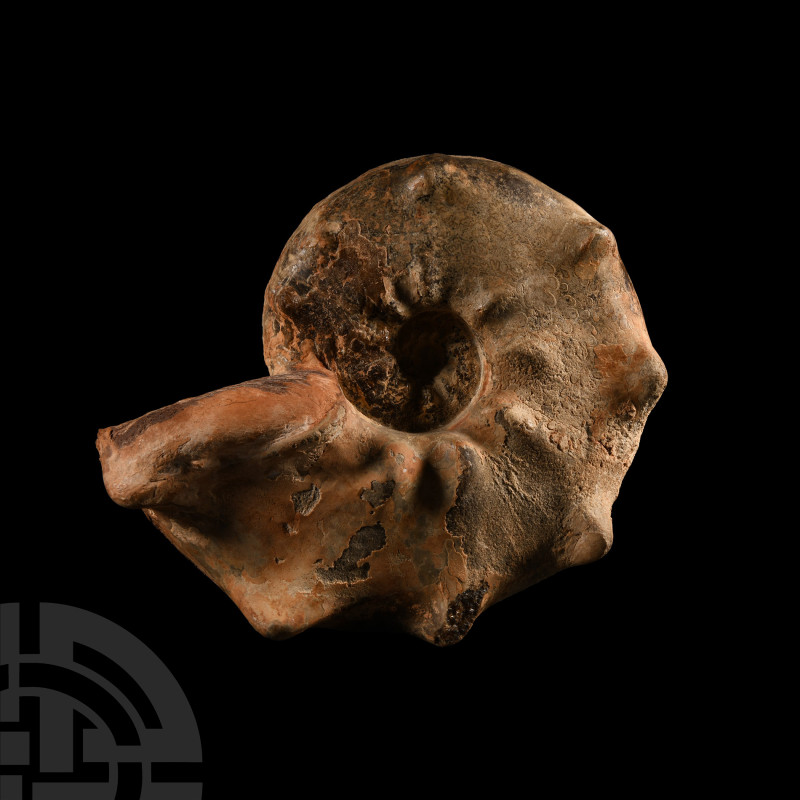 Natural History - Large Fossil Ammonite
Late Cretaceous Period, Cenomanian-Turo...