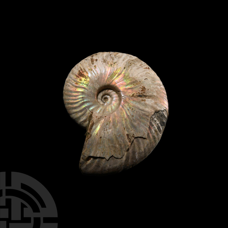 Natural History - Fossil Ammonite with Iridescence
Cretaceous Period, circa 113...