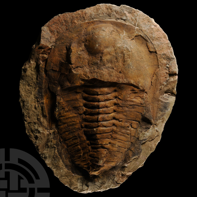 Natural History - Large Fossil Cambropallas Trilobite
Devonian Period, circa 41...