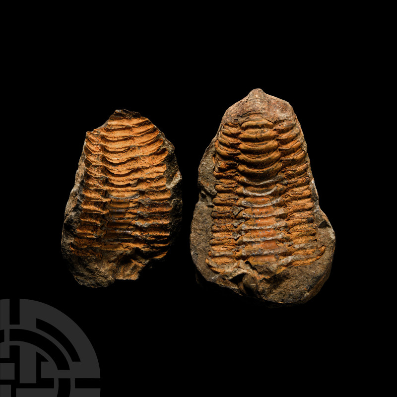 Natural History - Flexicalymene Fossil Trilobite Nodule
Ordovician Period, circ...