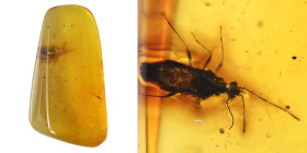 Burmese amber with insect; Cretaceous layer (> 66 million years). Hemiptera (True bug). 0.51 g, 18 mm