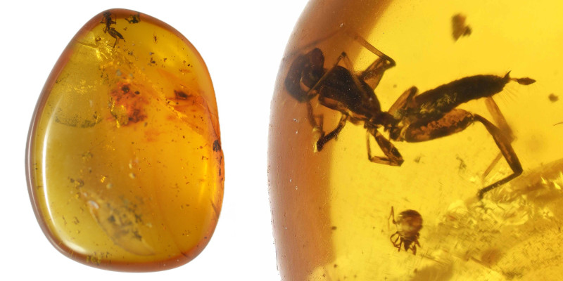 Burmese amber with insect; Cretaceous layer (> 66 million years). Whipscorpion w...