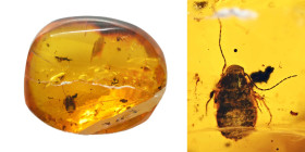 Burmese amber with insect; Cretaceous layer (> 66 million years). Cockroach. 0.65 g, 16 mm