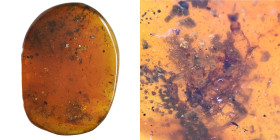 Burmese amber with insect; Cretaceous layer (> 66 million years). Scorpion. 1.04 g, 23 mm
