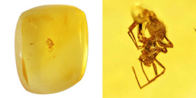 Burmese amber with insect; Cretaceous layer (> 66 million years). Spider. 0.24 g, 12 mm