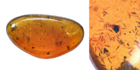 Burmese amber with insect; Cretaceous layer (> 66 million years). Huge swarm of springtails. 0.55 g, 22 mm