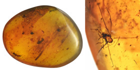 Burmese amber with insect; Cretaceous layer (> 66 million years). Spider. 1.59 g, 25 mm