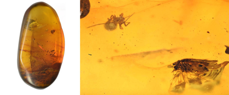 Burmese amber with insect; Cretaceous layer (> 66 million years). Spider with Gn...