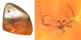Burmese amber with insect; Cretaceous layer (> 66 million years). Spider. 0.55 g, 15 mm