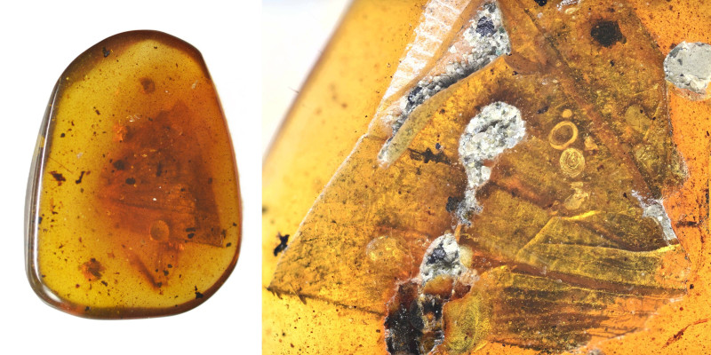 Burmese amber with insect; Cretaceous layer (> 66 million years). Leaves. 0.63 g...