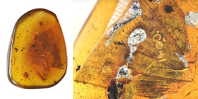 Burmese amber with insect; Cretaceous layer (> 66 million years). Leaves. 0.63 g, 18 mm