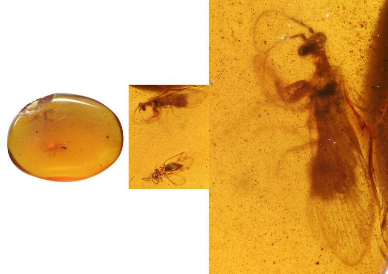 Burmese amber with insect; Cretaceous layer (> 66 million years). Two lacewings ...